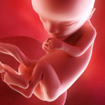 تقویت سیستم عصبی جنین در دوران بارداری