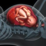 عوامل موثر در رشد جنین