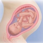 تحرک جنین در بارداری