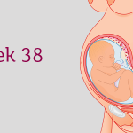 هفته سی و هشتم بارداری