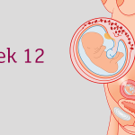 هفته دوازدهم بارداری
